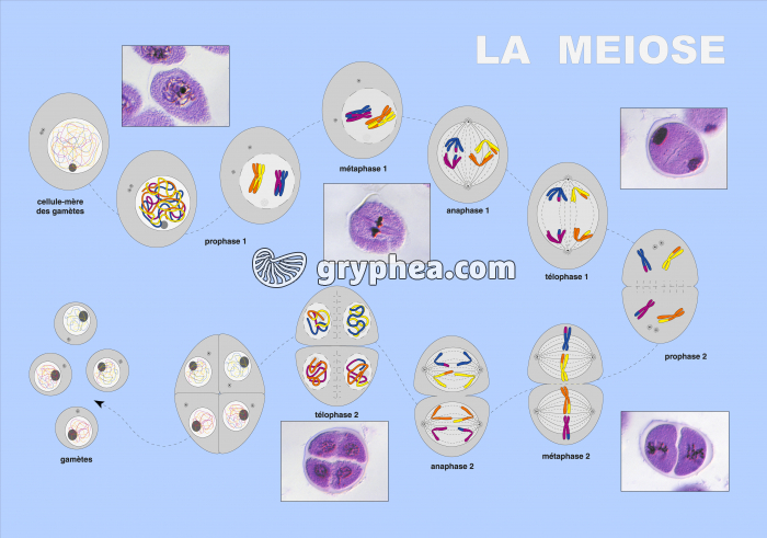 Méiose - Les étapes de la méiose - gryphea.org